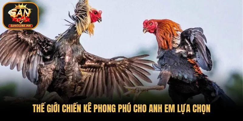 Thế giới chiến kê phong phú cho anh em lựa chọn